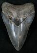 Beautiful, Serrated Megalodon Tooth - Georgia #14464-1